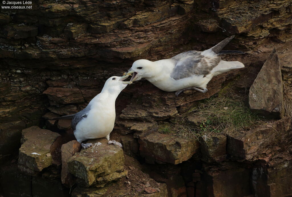 Northern Fulmar