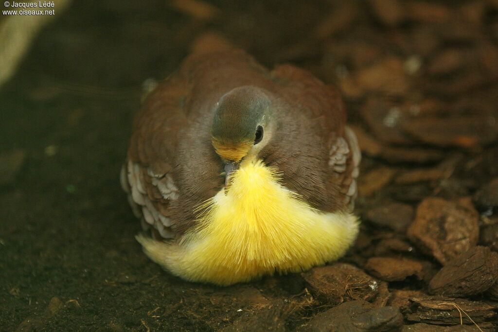 Cinnamon Ground Dove