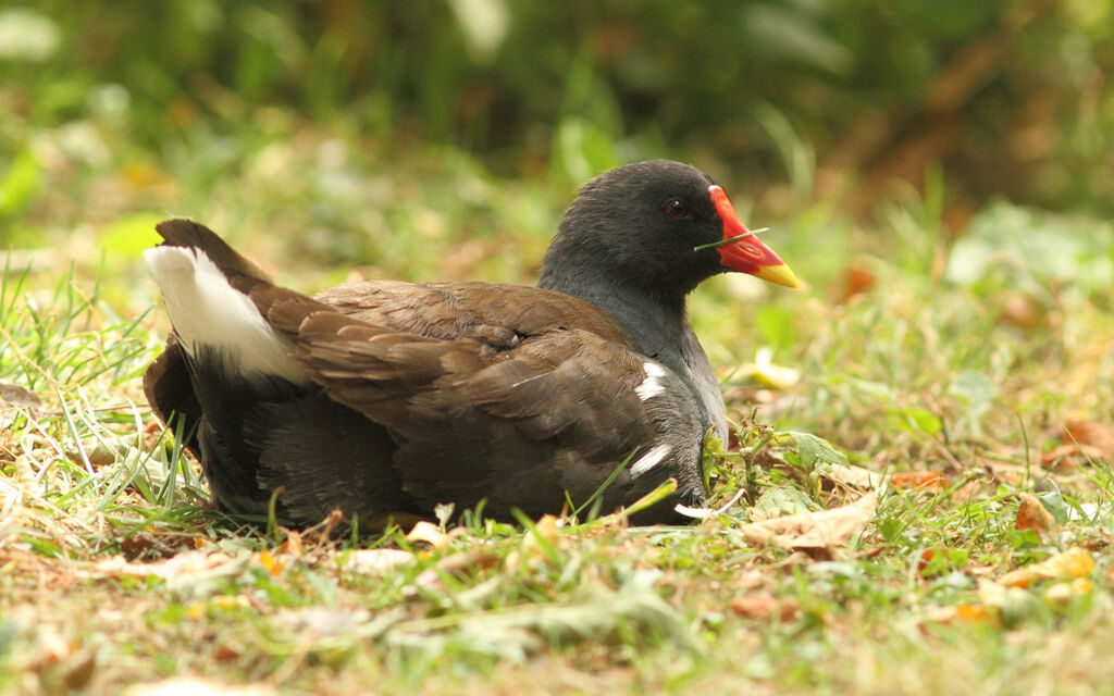 Common Moorhen