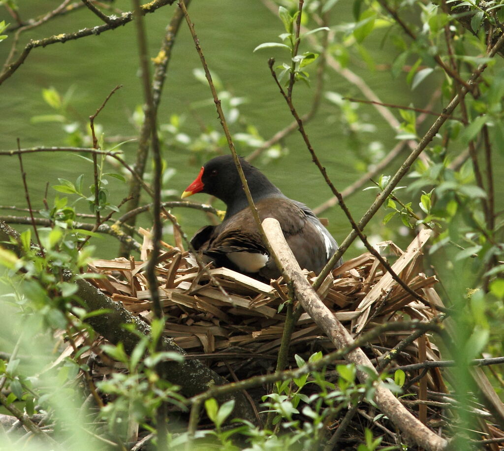 Common Moorhen