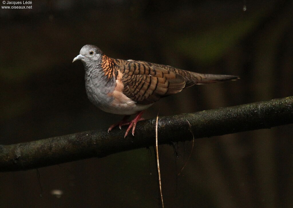 Bar-shouldered Dove