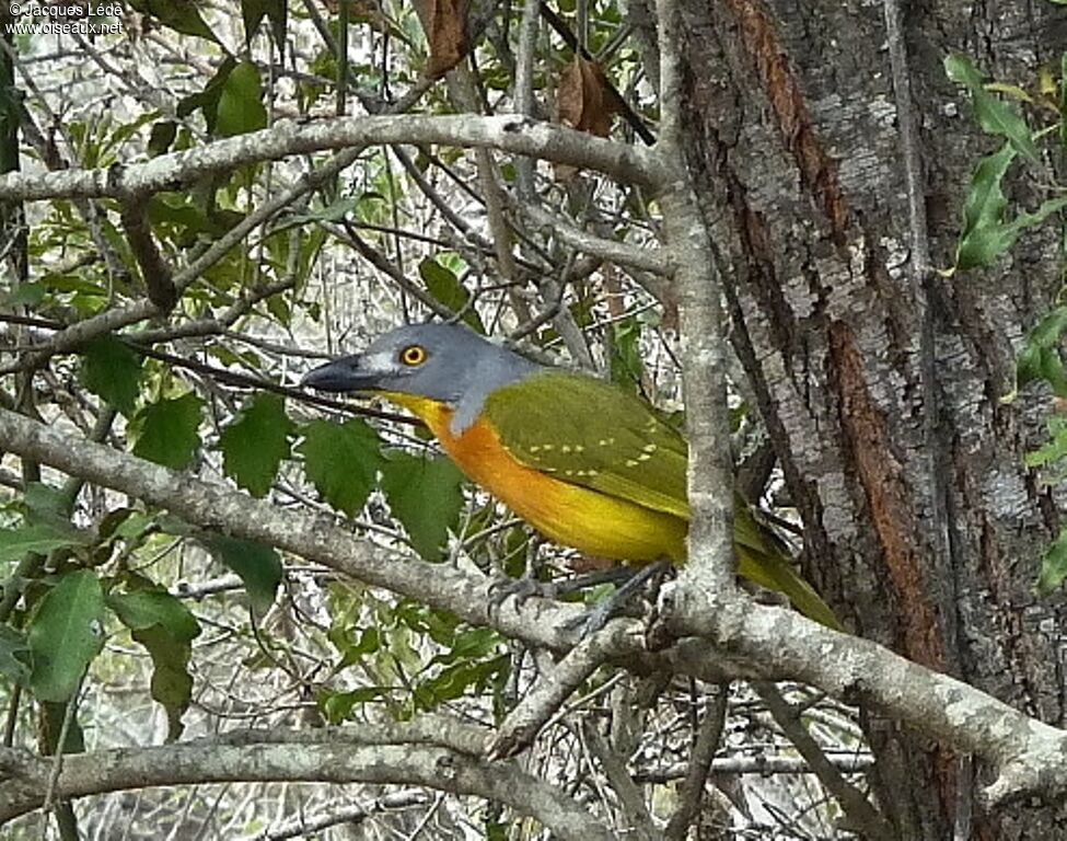 Grey-headed Bushshrike