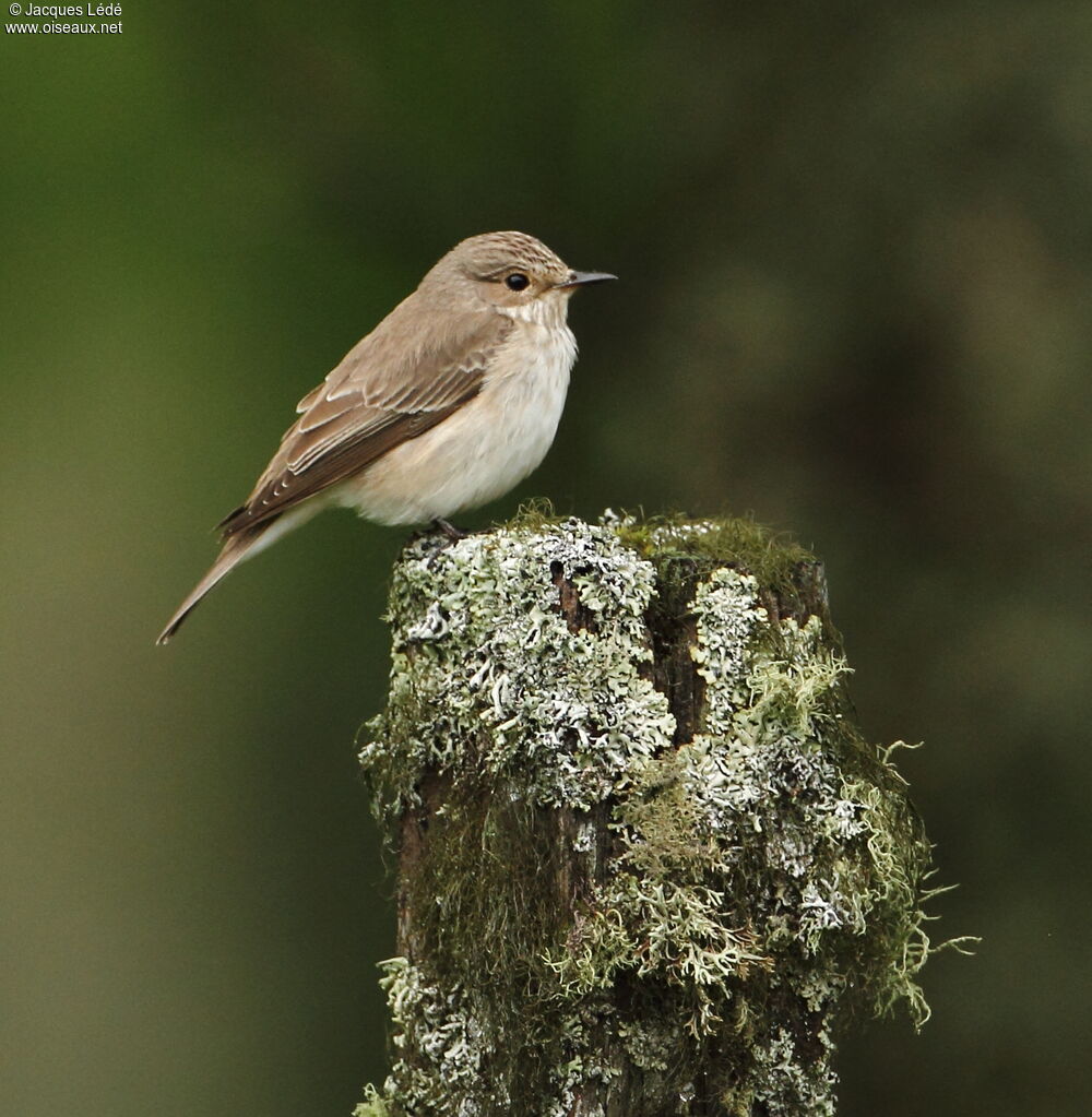 Spotted Flycatcher