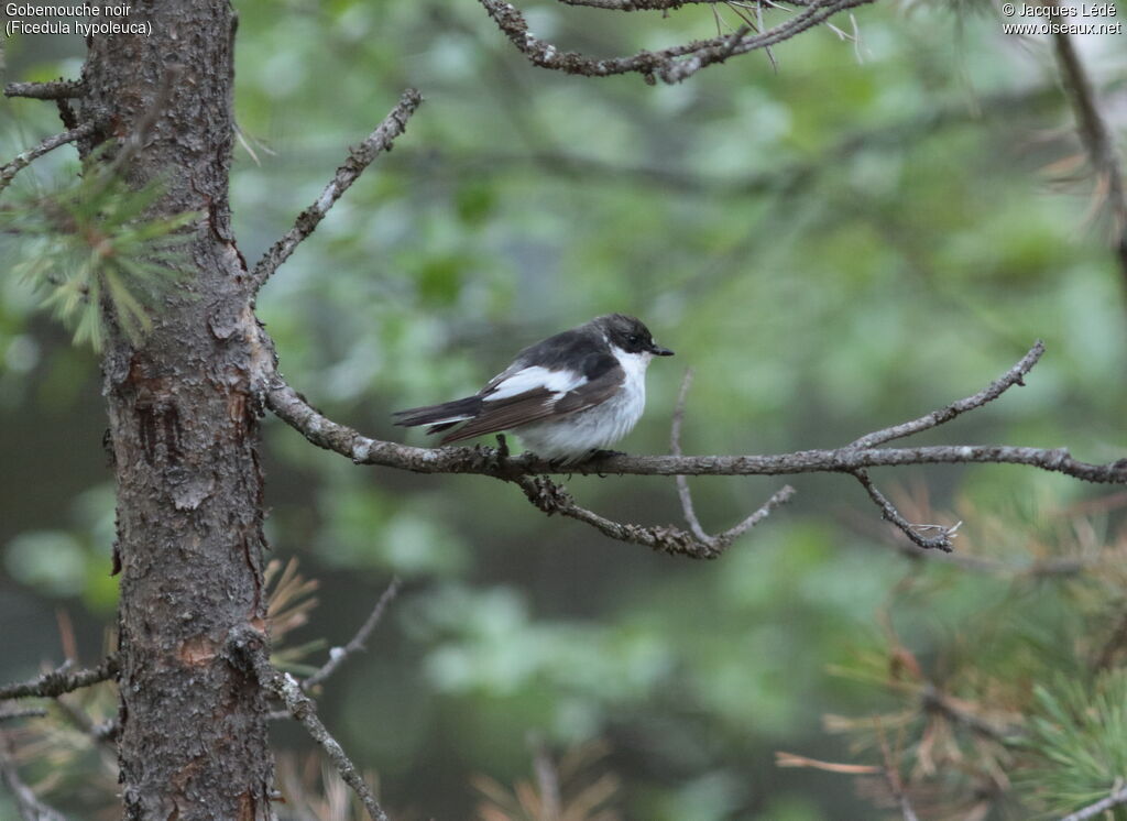 Gobemouche noir