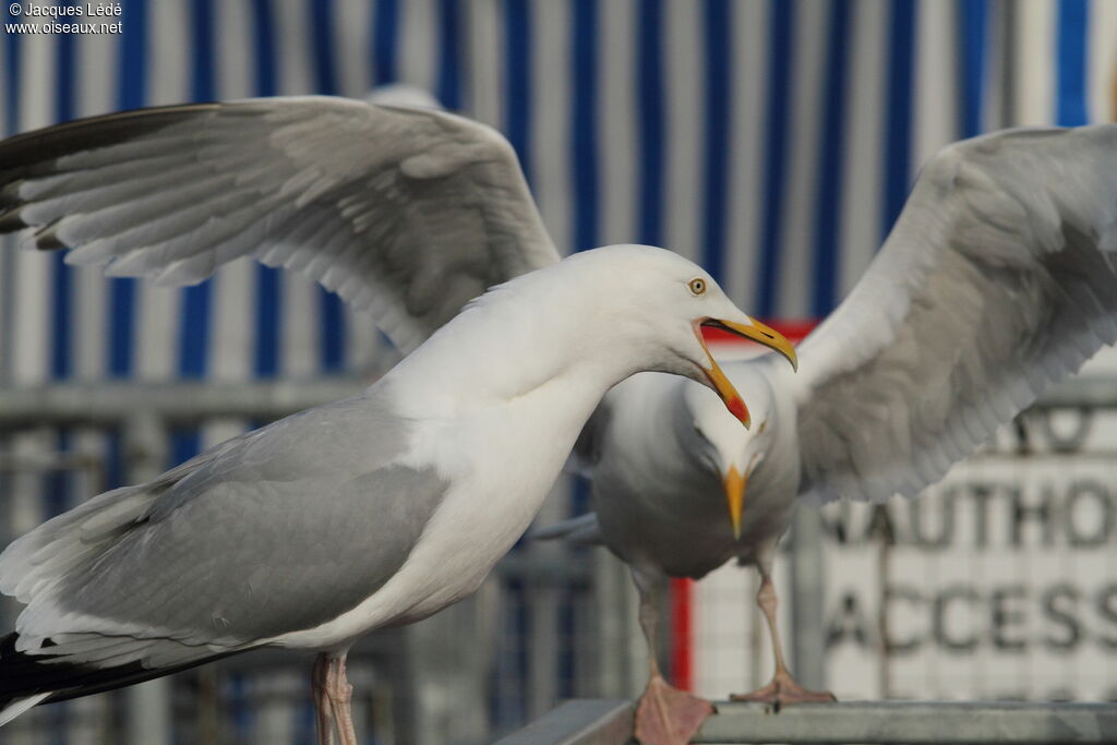 European Herring Gull