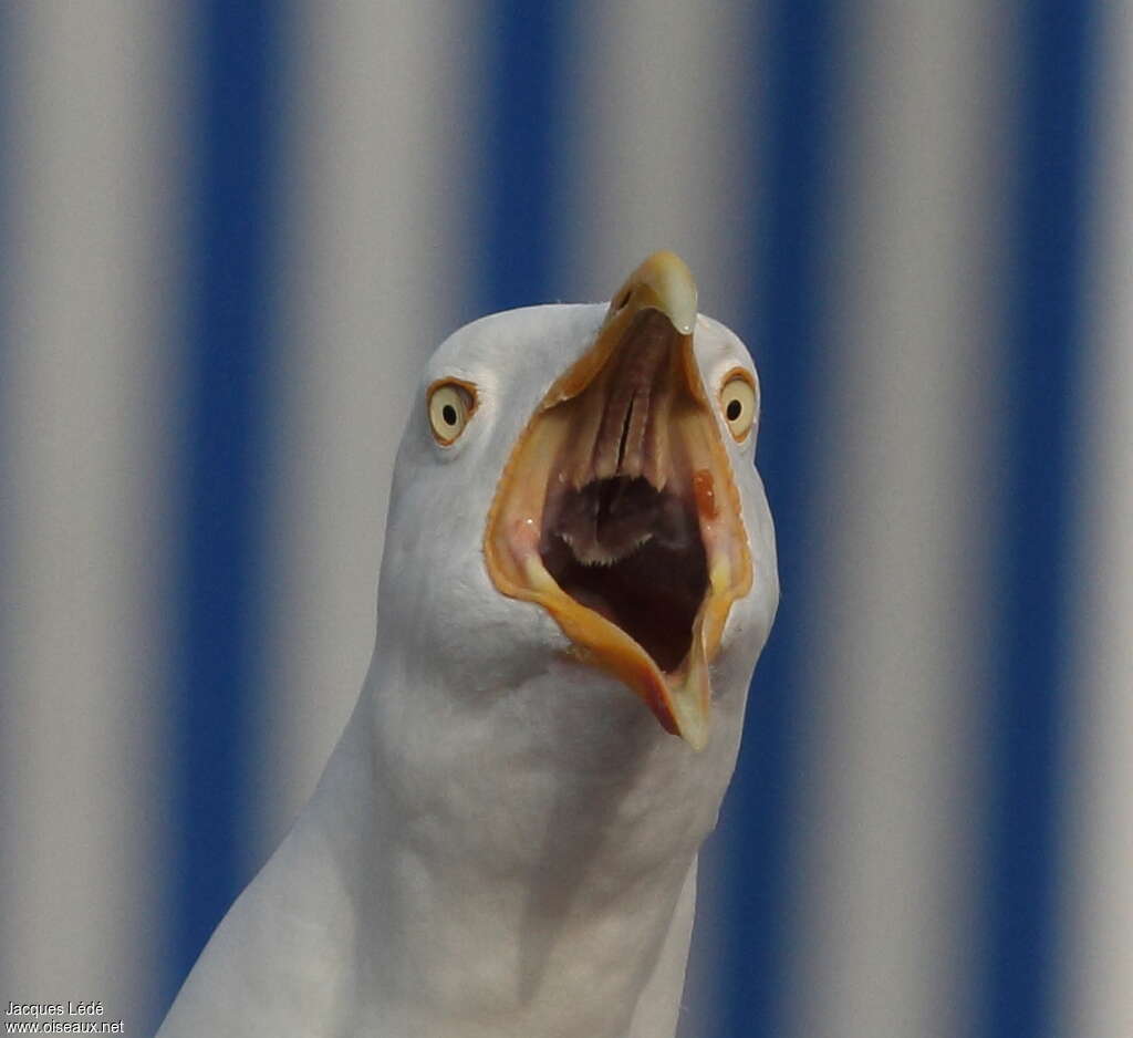 European Herring Gulladult, close-up portrait