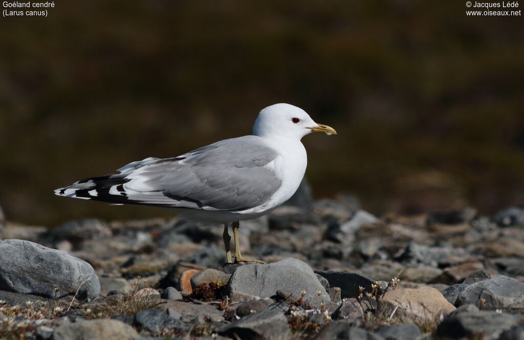 Common Gull