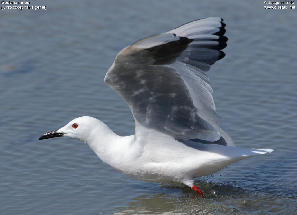 Slender-billed Gull