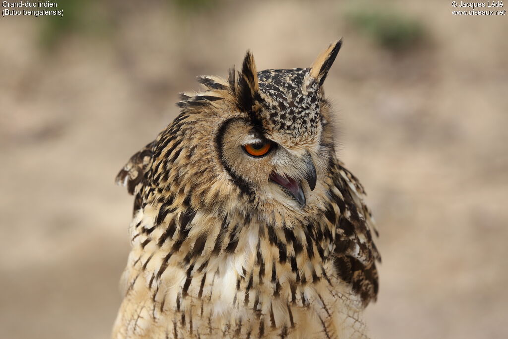 Indian Eagle-Owl