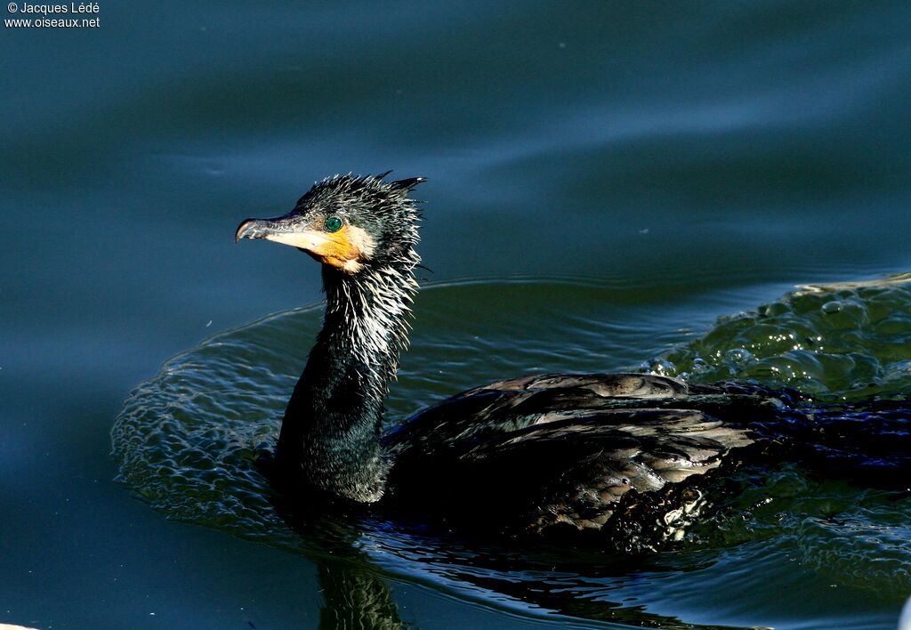 Great Cormorant