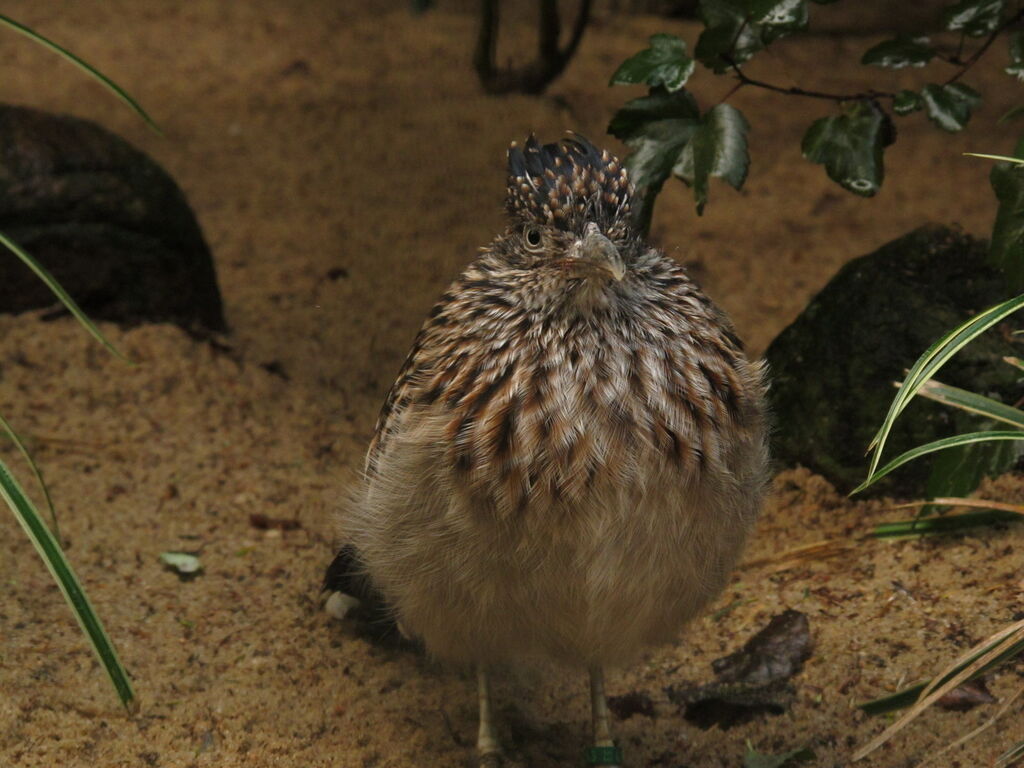 Greater Roadrunner