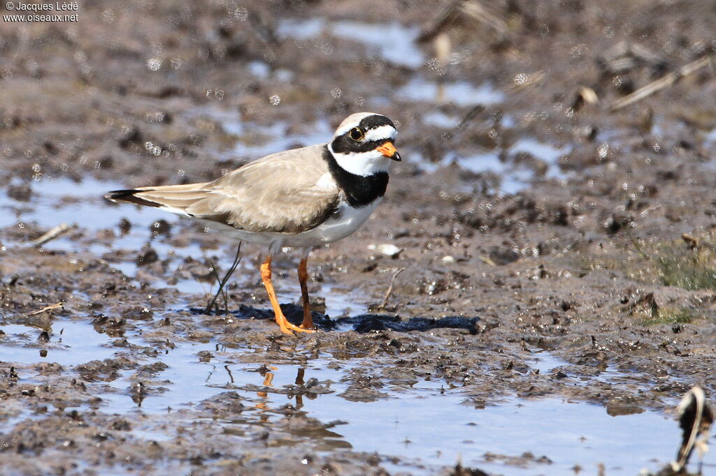 Common Ringed Plover