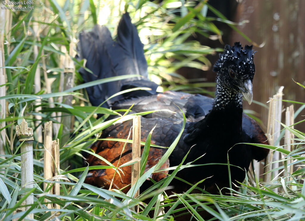 Great Curassow