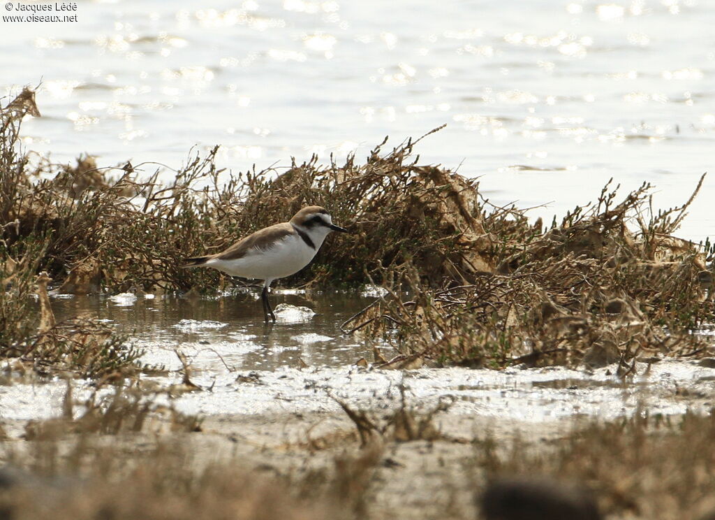 Kentish Plover
