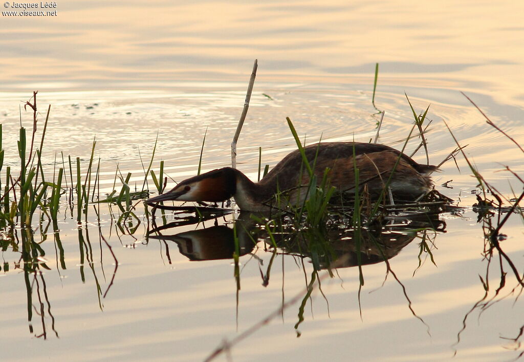 Great Crested Grebe