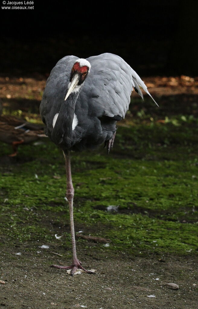 White-naped Crane