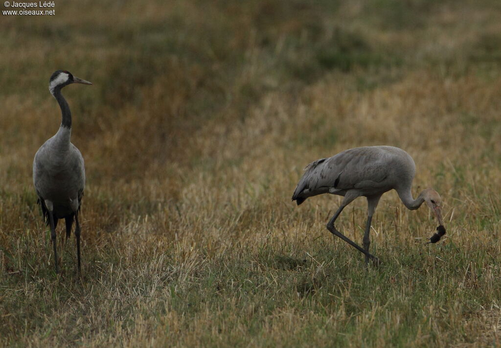 Common Crane