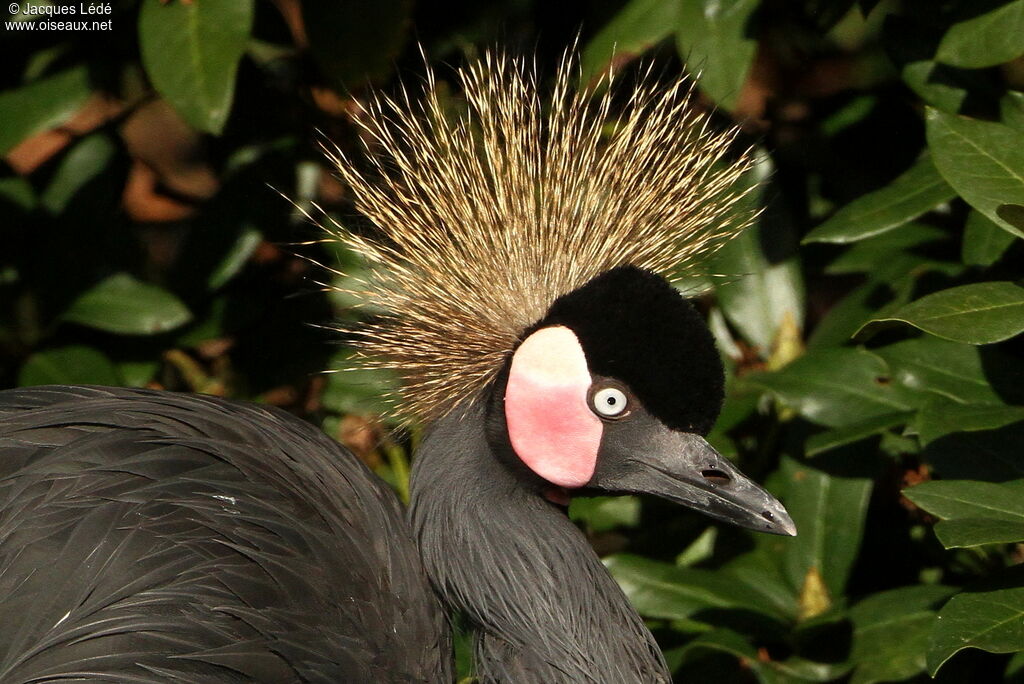 Grue couronnée