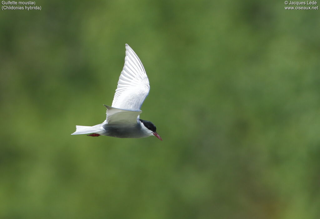 Whiskered Tern