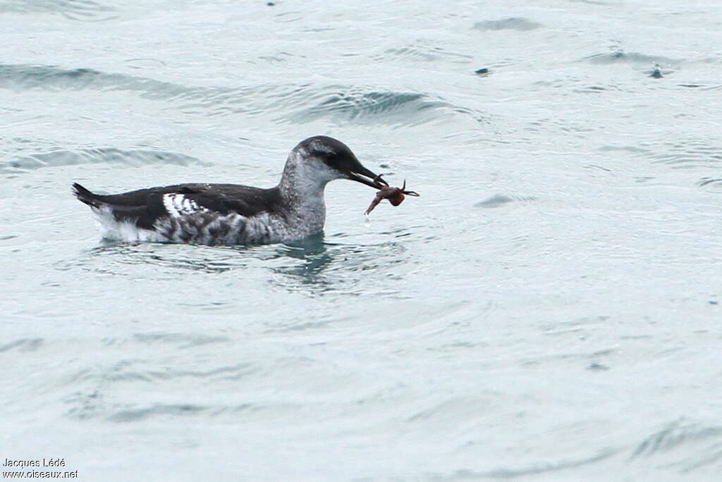 Guillemot à miroir1ère année, pigmentation, pêche/chasse, mange