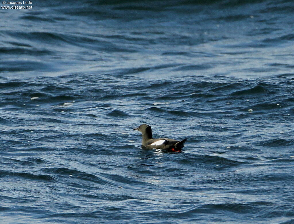 Guillemot à miroir