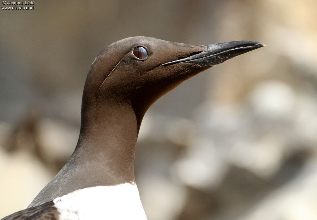 Common Murre