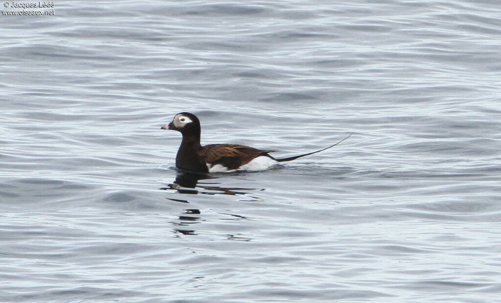 Long-tailed Duck