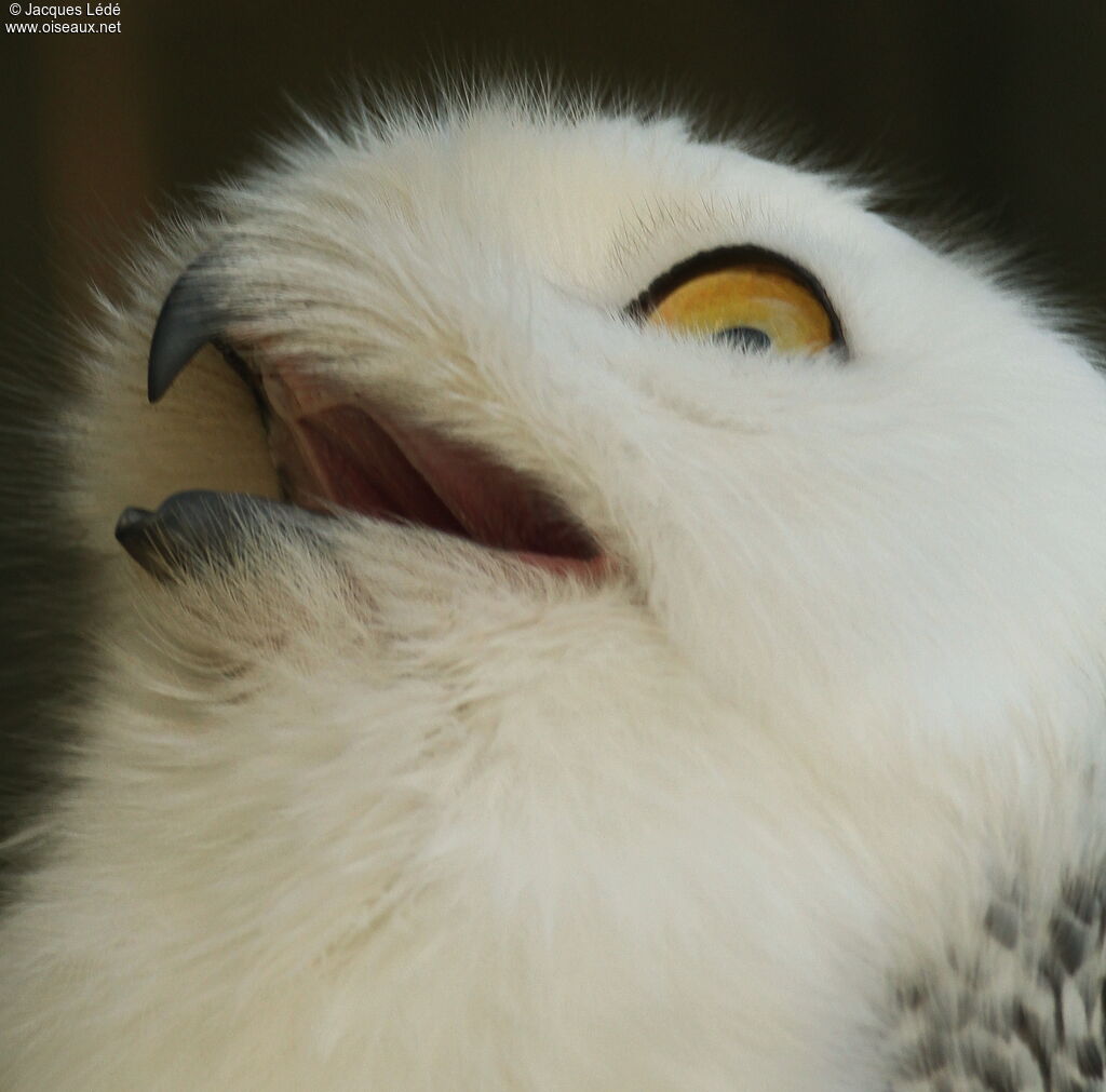 Harfang des neiges