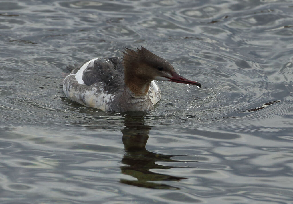 Common Merganser