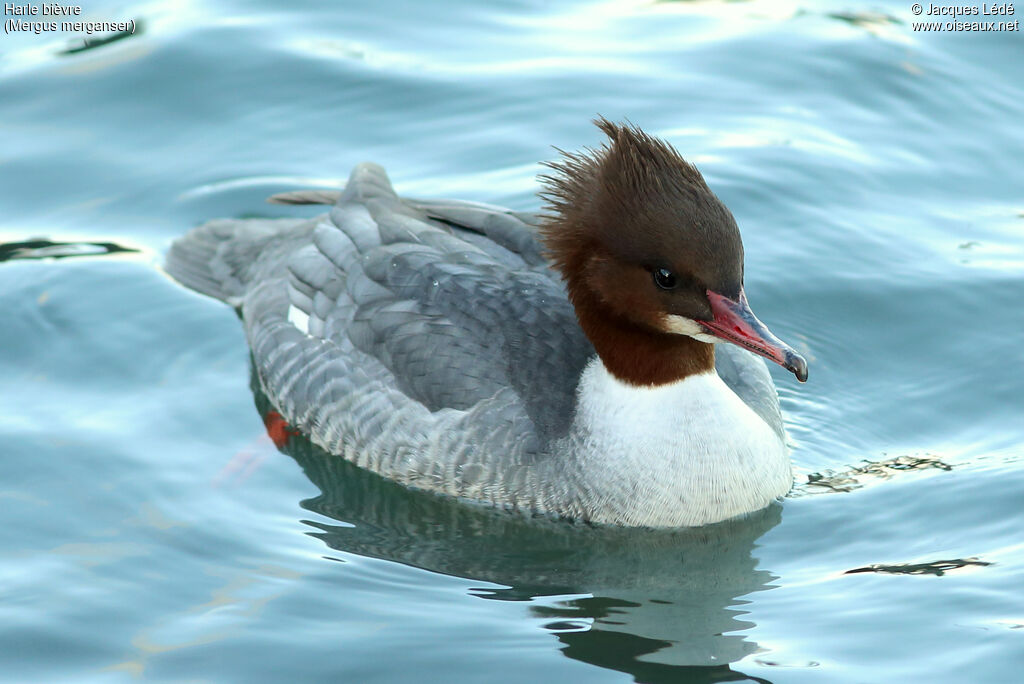 Common Merganser female
