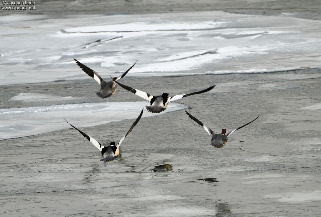 Common Merganser