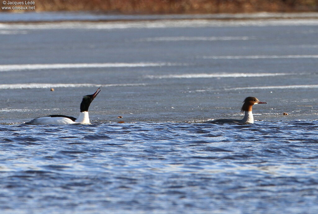 Common Merganser