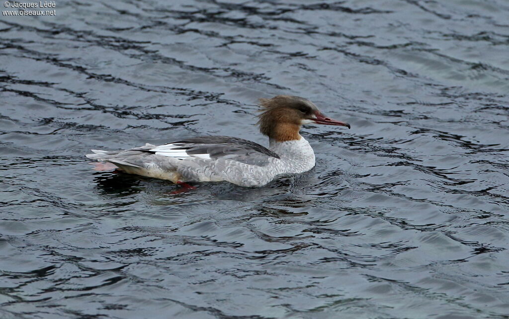 Common Merganser
