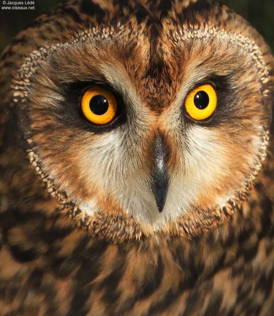 Short-eared Owl