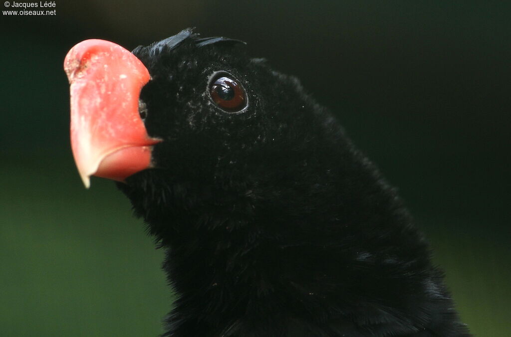 Razor-billed Curassow