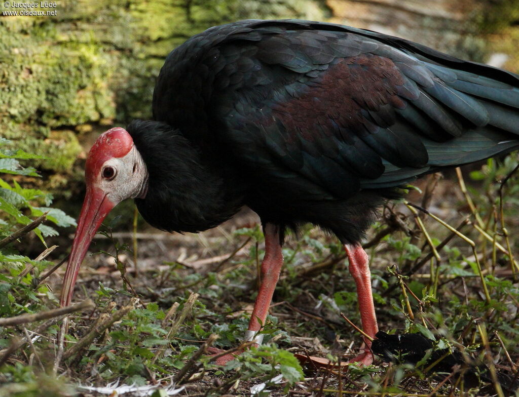 Southern Bald Ibis