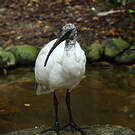 Ibis malgache