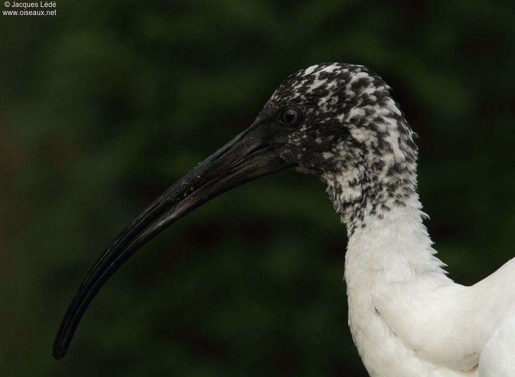 Ibis malgache