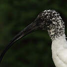 Ibis malgache