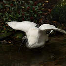 Ibis malgache