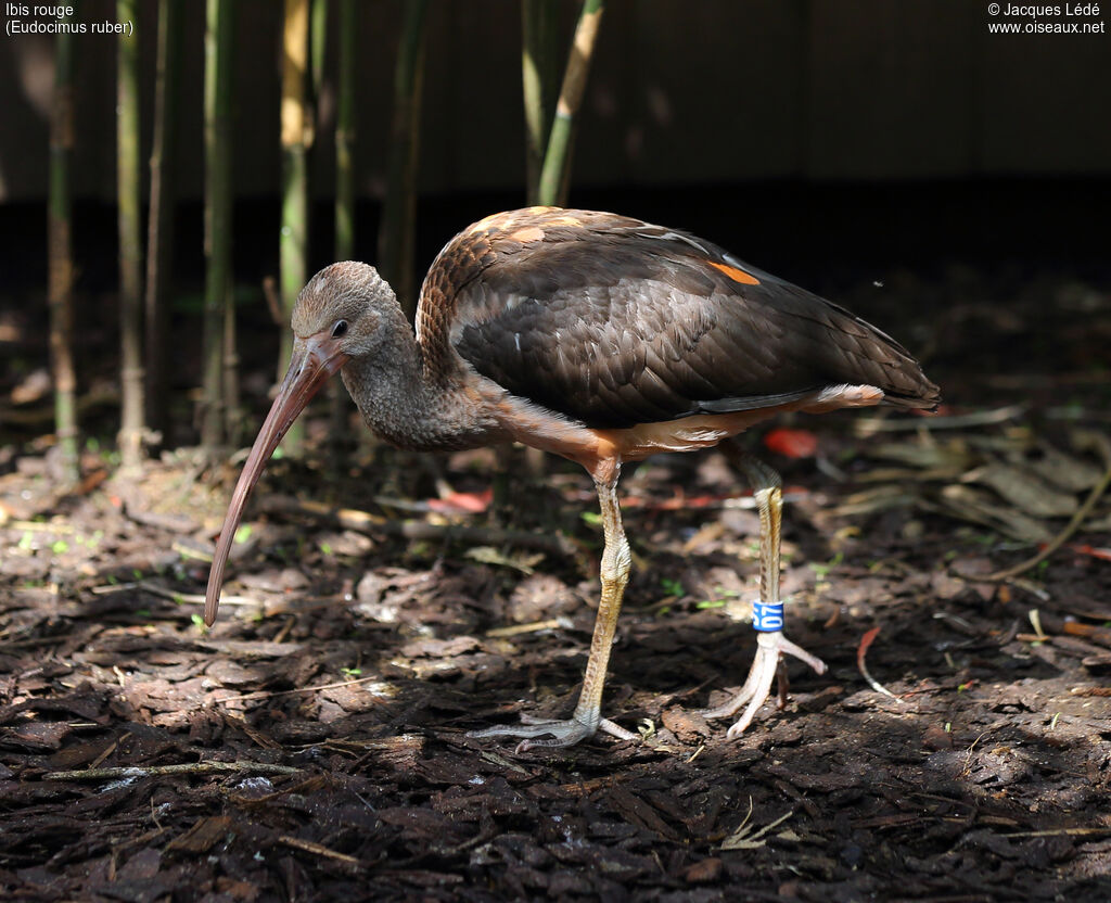 Ibis rougeimmature