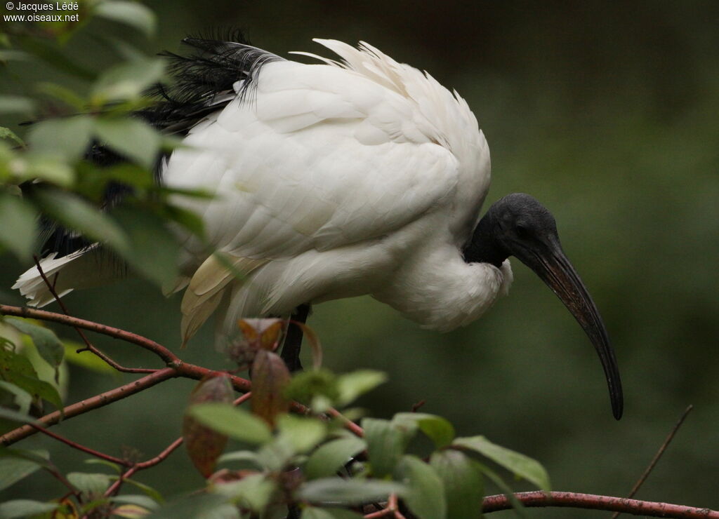 Ibis sacré