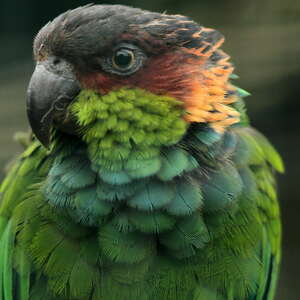 Conure tiriba
