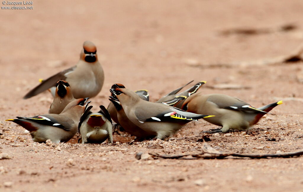 Bohemian Waxwing