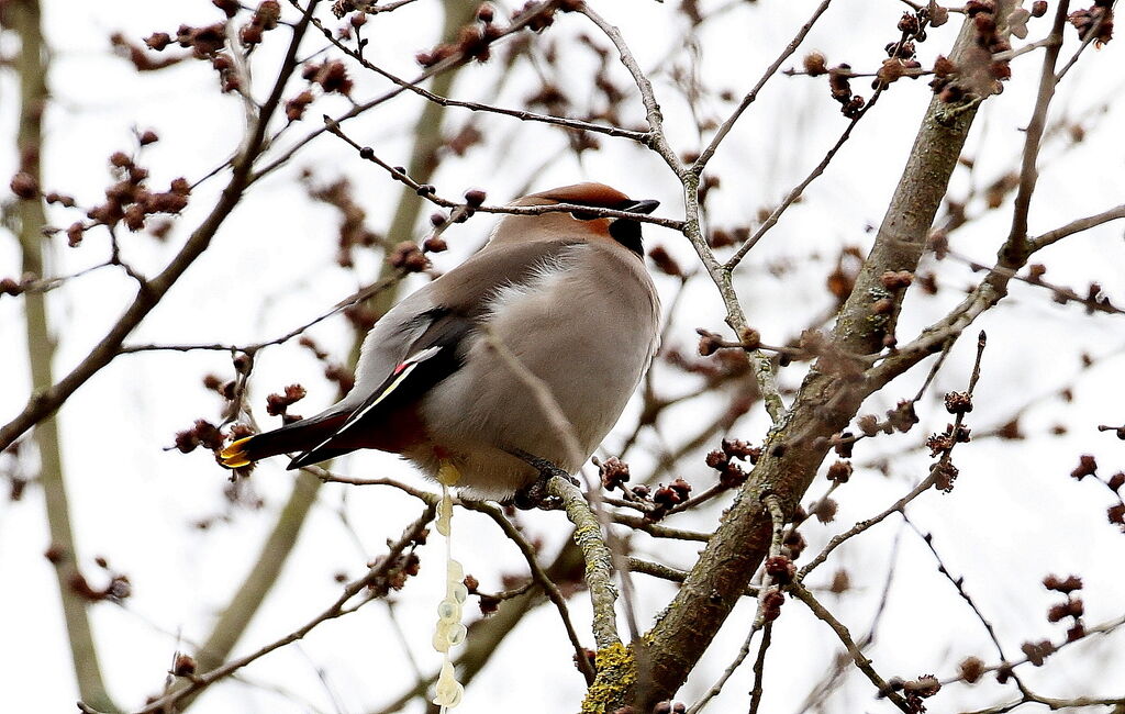 Bohemian Waxwing