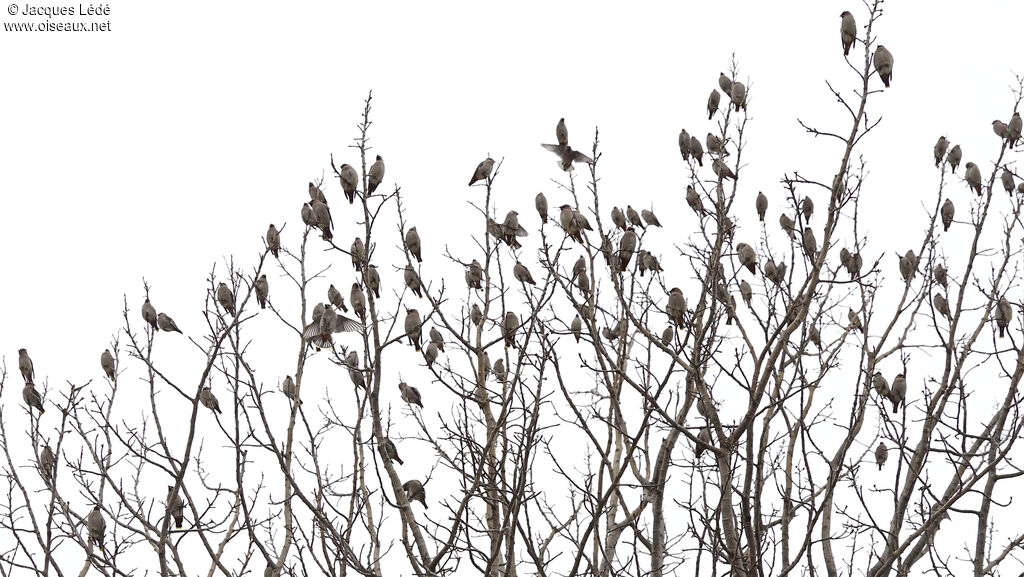 Bohemian Waxwing