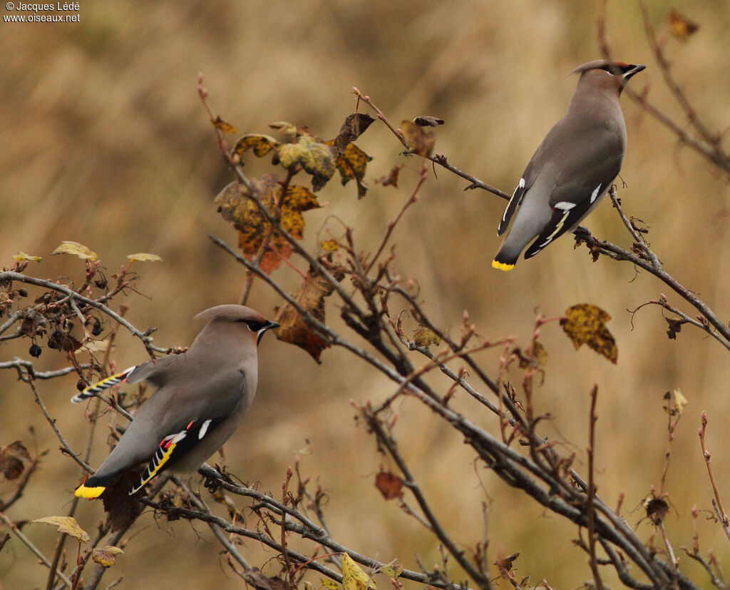 Bohemian Waxwing