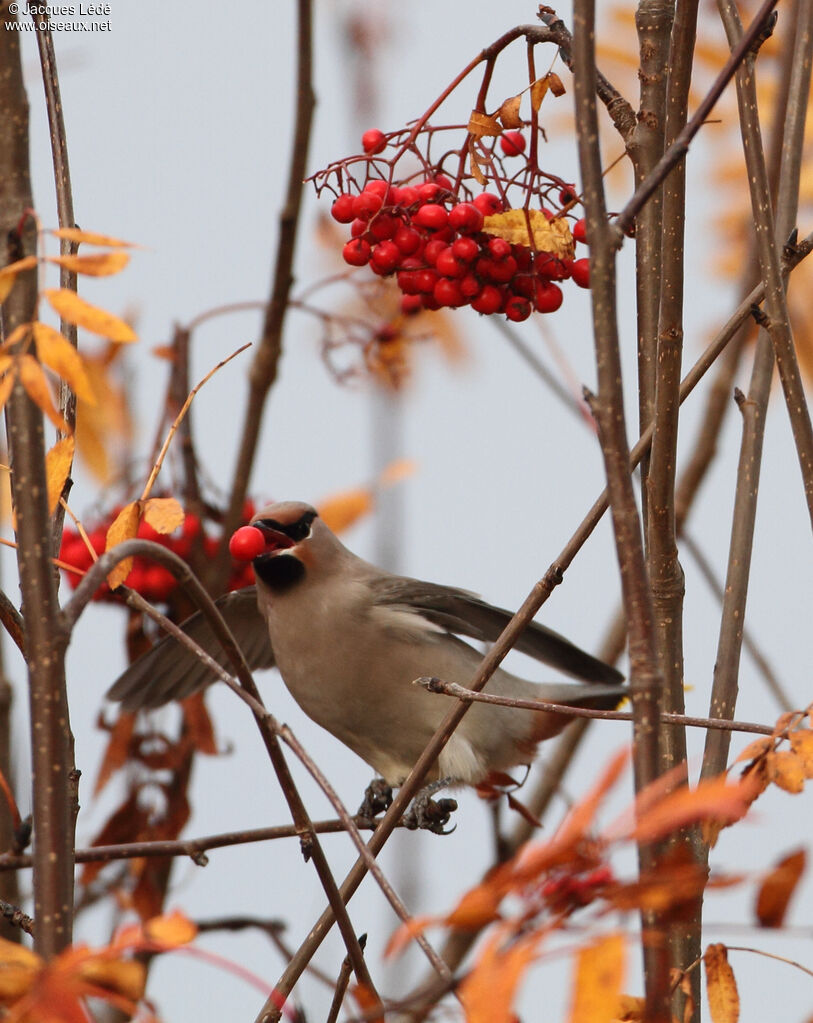 Bohemian Waxwing