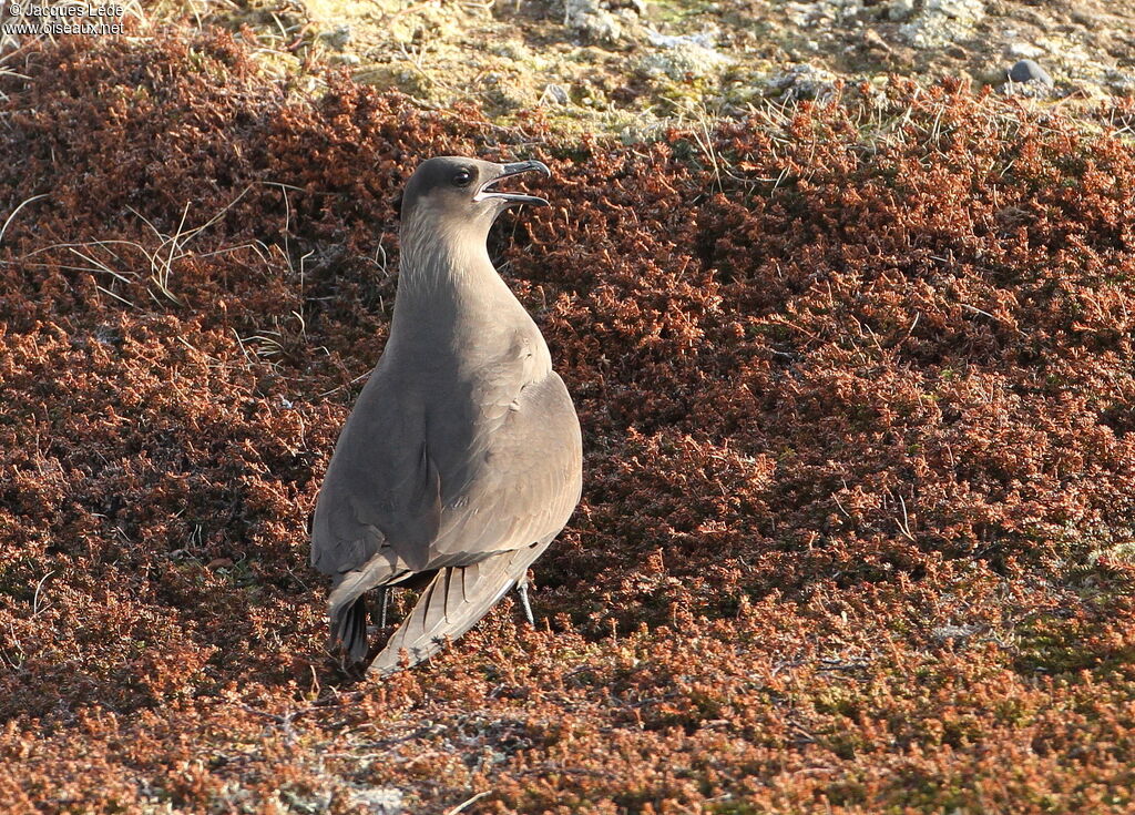 Parasitic Jaeger