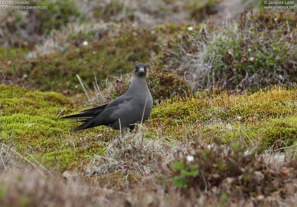 Parasitic Jaeger